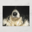 Buscar nariz de perro postales Fotografía