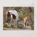 Buscar vigilante postales Salvaje