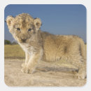 Buscar panthera leo África