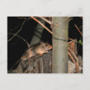 Buscar rata salvaje postales Vida silvestre