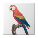 Buscar pájaro del mascota azulejos Loro