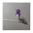 Buscar colibrí azulejos Alas