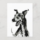 Buscar galgo postales Greyhound