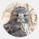 Buscar halcón pegatinas Raptor
