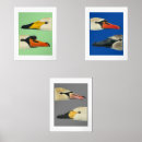 Buscar cisnes salvajes posters Para todos