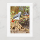 Buscar loro gris postales Vintage
