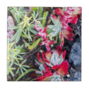 Buscar pointe azulejos Ee uu