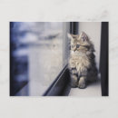 Buscar gatito persa postales Horizontal