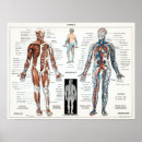 Buscar órgano anatomía posters Humano