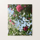 Buscar de las rosas fotografía Jardín