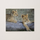 Buscar masai puzzles Panthera leo