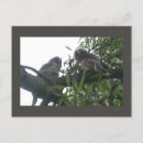 Buscar búhos coloridos postales Para todos