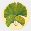 Buscar ginkgo pegatinas Para todos