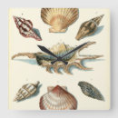 Buscar seashell arte Vida marina