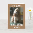 Buscar cocker spaniel Veterinario