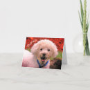 Buscar caniche fotografía Gracias