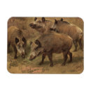 Buscar jabalí imanes Cerdos salvajes