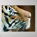 Buscar cara tigre posters Depredador
