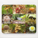 Buscar seta electronica Otoño
