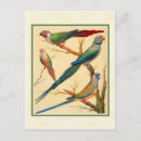 Buscar conure tarjetas e invitaciones Tropical