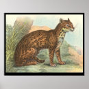 Buscar ocelot arte Cat