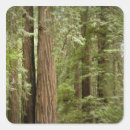 Buscar tronco de árbol pegatinas Verde