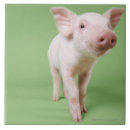 Buscar pocilga cerdo de Granja