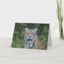 Buscar tigre de bengala tarjetas Vida silvestre