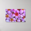 Buscar hawaii lienzos Rosa