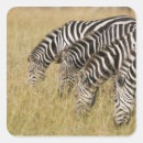 Buscar kenia pegatinas África