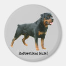Buscar rottweiler imanes Rotundo