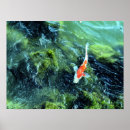 Buscar koi japonés posters Carpa