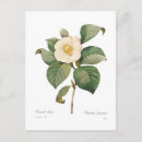 Buscar camelias postales Floral