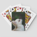 Buscar headshot barajas de cartas Fotógrafo canino