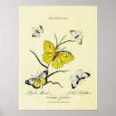 Buscar entomología posters Mariposa