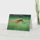 Buscar semental tarjetas Rancho