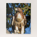 Buscar halcones puzzles Halcón de cola roja