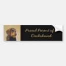 Buscar doxie pegatinas parachoque Perro