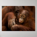 Buscar orangután posters Selva