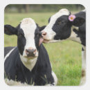 Buscar vaca holstein pegatinas Agricultura