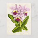 Buscar orquídeas rosadas postales Naturaleza