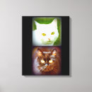 Buscar gato blanco y negro lienzos Gatitos