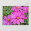 Buscar cosm postales Flor