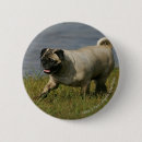 Buscar perro de agua chapas Sacudida y pam langrish