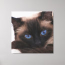 Buscar gatitos lienzos Para mascotas