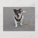 Buscar capo postales Perro