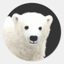 Buscar polarizado pegatinas Nieve