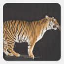 Buscar pie pegatinas Animal