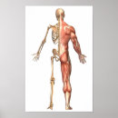 Buscar brazo humano posters Ilustraciones biomédicos