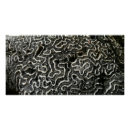 Buscar coral y blanco posters Naturaleza